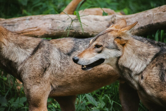 Two Indian gray wolves spotted in the jungle, closeup shot.
