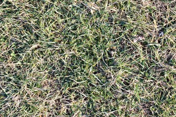 A close view of the green grass turf surface.