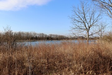 A view of the lake from the field on a sunny day.