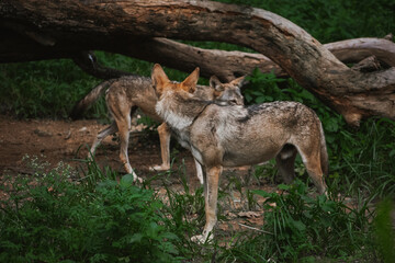 Naklejka na ściany i meble Two Indian gray wolves spotted in the jungle, closeup shot.