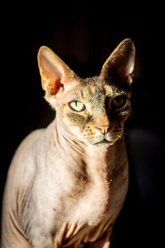This striking image features a Don Sphynx cat, recognizable by its hairless, wrinkled skin and pronounced ears. The cat's piercing gaze is highlighted by the chiaroscuro effect of the lighting, with