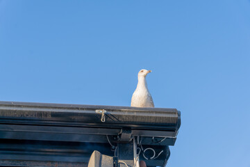 A white bird is perched on a roof