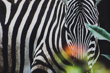 Portrait of a young zebra, high quality photo.