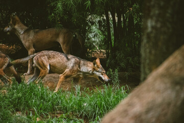 Pack of Indian gray wolves moving in the jungle.