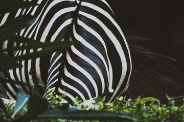 Closeup of a zebra in the jungle - vintage retro effect.