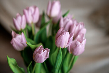 Bouquet of pink tulips on the grey background 