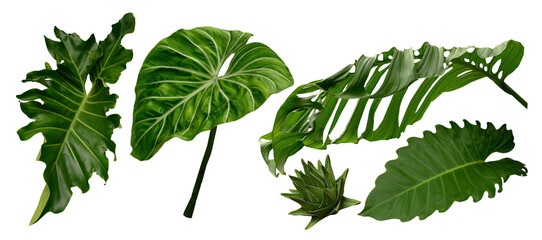 Plant leaves Green nature Tropical forest isolated on transparent background - png.  © eakarat