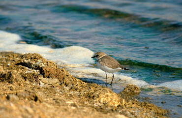 Gravelot à collier interrompu, Pluvier à collier interrompu,.Charadrius alexandrinus, Kentish...
