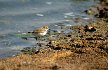 Gravelot à collier interrompu, Pluvier à collier interrompu,.Charadrius alexandrinus, Kentish...