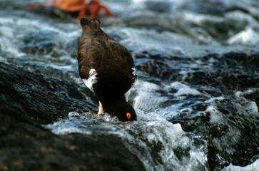 Huîtrier pie, .Haematopus ostralegus , Eurasian Oystercatche