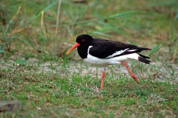 Huîtrier pie, .Haematopus ostralegus , Eurasian Oystercatche