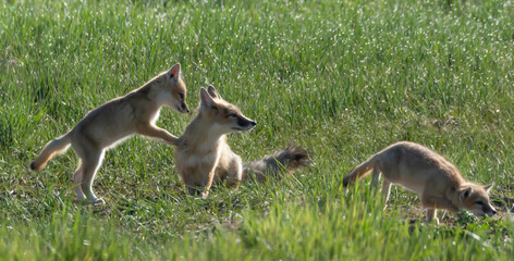 Swift Foxes at PLay