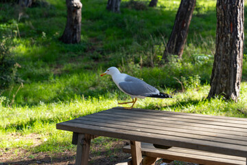 A seagull is standing on a wooden table in a park