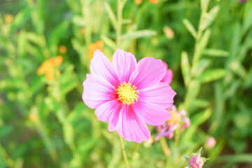 Obraz premium Pink cosmos flowers full blooming in summer garden,Field of cosmos flower on blue sky background,Selective focus.