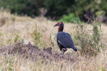 Southern ground-hornbill, bucorvus leadbeateri, in the grasslands of the Masai Mara, Kenya.