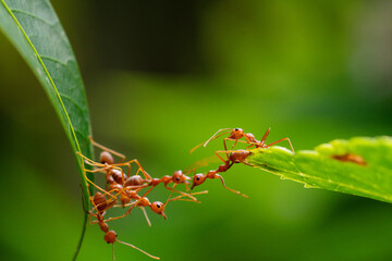 Ant action standing. Ant bridge unity team, Concept team work together