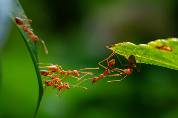 Ant action standing. Ant bridge unity team, Concept team work together