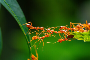Ant action standing. Ant bridge unity team, Concept team work together