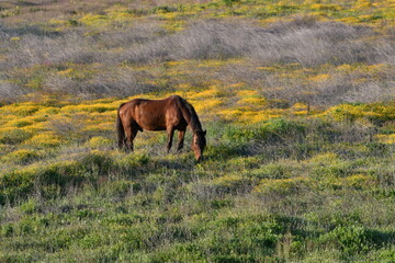 Brown horse, grazing in the colorful field. Yellow and green. Equus ferus.
