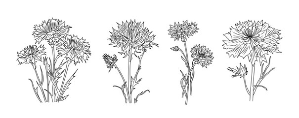 Set of Cornflower black ink botanical vector illustration on transparent background. Knapweed flower, Centaurea black outline drawing. Trendy Design for logo, tattoo, wall art, branding, packaging. - obrazy, fototapety, plakaty