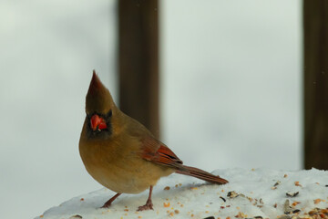 Beautiful colored female cardinal perched on a snow covered table. White colors all around her. She...