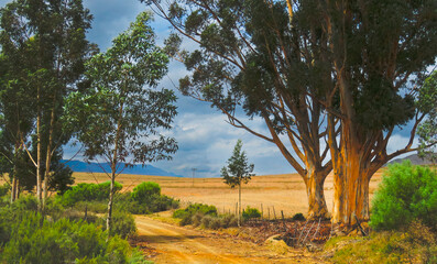 Fototapeta premium Track passing through a valley bounded by blue gum trees near Kykoe, Western Cape