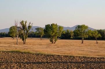 Tuscan countryside towards evening. hills with olive trees in the distance, fields scorched by the...