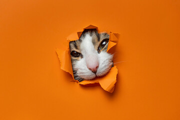 Portrait of cute cat breaking through hole in orange paper background