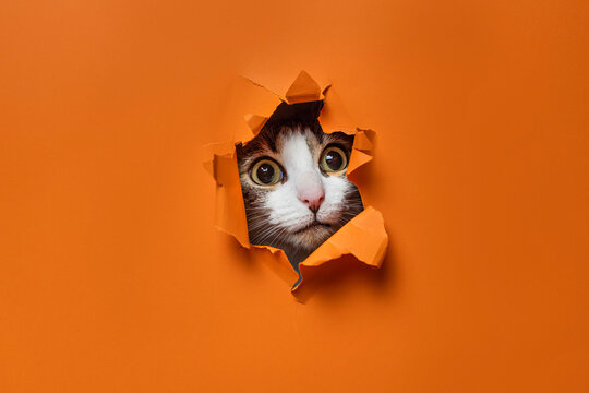 Portrait of cute cat breaking through hole in orange paper background