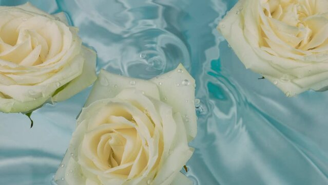 Water drops fall on the water surface with floating flowers of white roses on a blue background.