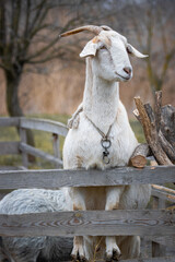 A female goat with white fur and horns stands with its front feet on the wooden fence and looks right toward the camera lens.
