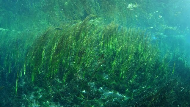 fresh water grass underwater algae in a river with sun beams and rays