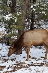 Grand Canyon, Arizona