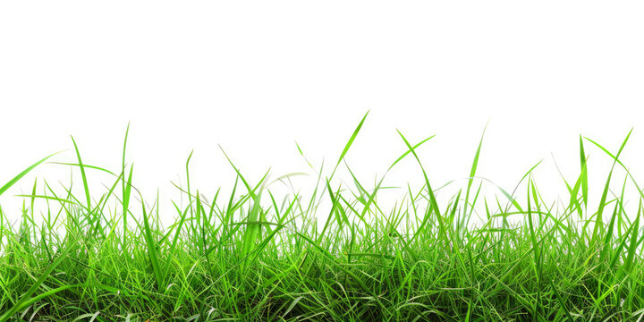 Grass On White Background For Background Or Graphic Designs Created Using Artificial Intelligence