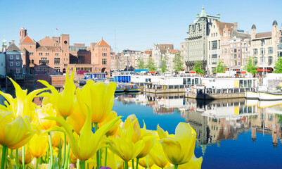 Amsterdam canal Damrak with typical dutch houses and boats at morning blue hour with yellow tulips,...