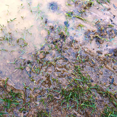 Muddy grassland in field