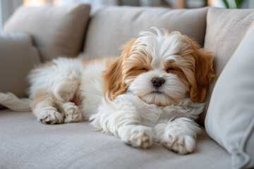 puppy sleeping on the bed