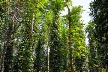 green forest in the morning