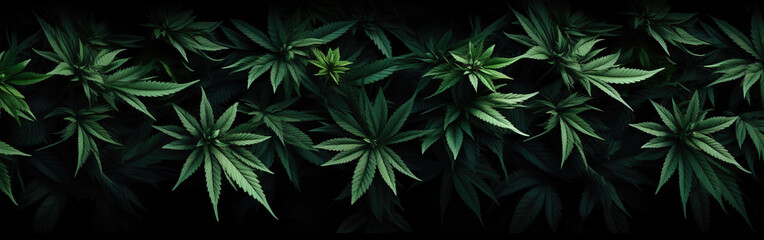 Green cannabis leaves on a black background. Botanical background. Industrial hemp. Banner. - obrazy, fototapety, plakaty