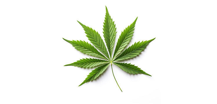 Young leaf of cannabis plant isolated on white background. Top view.