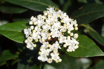 Close up white flowers of Laurustinus or laurustine (Viburnum tinus). Spring, Netherlands, March