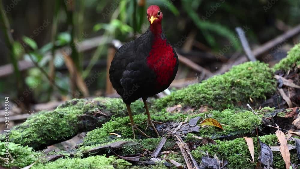 Wall mural Nature wildlife bird of crimson-headed partridge on deep jungle rainforest, It is endemic to the island of Borneo-4K resolution footage