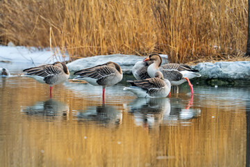 Wild Goose Resting in Reed Wetlands