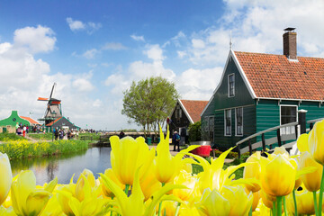 rural dutch scenery of small old houses and canal in Zaanse Schans with spring tulips, Netherlands
