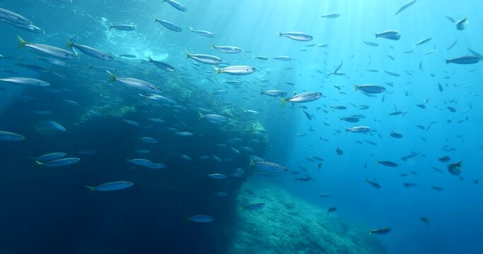 silversides atherinas underwater silverside fish school Atherina boyeri)