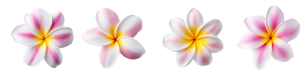 product photography A Plumeria isolated on white background, top view, product shot, close shot, professional photography, studio lighting, used for marketing purpose