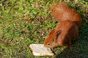 A red squirrel that lives in the city and is fed by me.