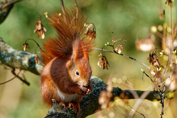 A red squirrel that lives in the city and is fed by me. © J.M.C. Foto