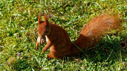 A red squirrel that lives in the city and is fed by me. © J.M.C. Foto