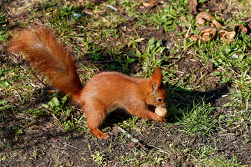 A red squirrel that lives in the city and is fed by me. - obrazy, fototapety, plakaty